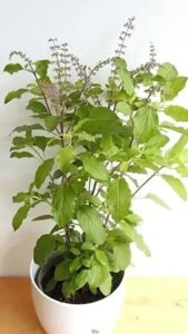 Tulsi Plant